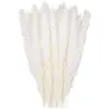Ugreat - 30 pcs Herbe de la Pampa, 58 cm Naturel Pampa Fleur Bouquet de Fleurs Sechees pour Vases, Blanc Boho Decoration Chambre Maison Salon,