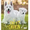 Grenouille Du chiot au chien