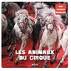 Les Animaux Du Cirque