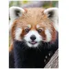 Piccolia Panda Roux