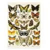 Piatnik Millot - Schmetterlinge: Puzzel mit 1000 Teilen, Größe 68 x 48 cm