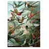 Puzzle 1000 pièces Piatnik Haeckel Colibris