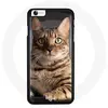 Coque pour Iphone 5/5S - SE Chat chaton Bengal Maniacase