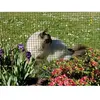 NORTENE Grillage métal plastifié Fensanet Plast 12 - 050 x 5 m - 127 x...