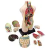 Miniland Educational - Ensemble d'anatomie