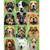 Educa collage van honden puzzel 500 stukjes