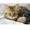 Puzzle Animaux - EDUCA - 200 pièces - Pour Enfant