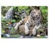 Puzzle Animaux - EDUCA - 1000 pièces - Blancs du Bengale