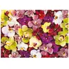 Educa COLLAGE ORCHIDÉES - Puzzle de 1000 pièces