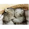Puzzle 500 pièces - EDUCA - Doux chatons - Adulte - 48x34cm