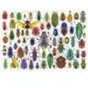 Puzzle - EDUCA - Scarabées - 500 pièces