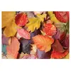 Magnolia Colorful Leaves 3525