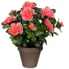 Mica - Azalea Pêche Artificielle En Pot Gris Ø11,5cmx27xø20cm