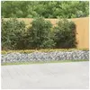 vidaXL Lit surélevé à gabions arqué 600x50x50 cm Fer galvanisé