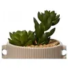 Kaemingk - Decoratieve Kunstplant - Cactus - 13x13 cm - Ovale Pot