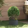 vidaXL vidaXL Pot en Métal Anthracite Anthracite Métal Moyen