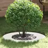 vidaXL adapté pour anneaux d'arbre plats 5 pcs Blanc Ø40 / 70 cm Acier