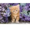 Clementoni Ginger Cat - 500 pièces (500 pièces)