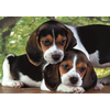 Clementoni - Puzzel - 500 Stukjes - Compacte doos - Honden - Puzzel Voor Volwassenen