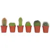 Plant in a Box - Mix van Mini Cactussen - Mix van 6 stuks - Echte Cact...