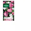 VILMORIN Lavatère à grande fleur variée
