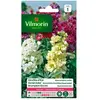 VILMORIN Giroflée Quarantaine a grandes fleurs variées