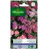 VILMORIN Oeillet de Poete Hirondelle varié