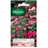 VILMORIN Oeillet de Poete Tapis des Indes