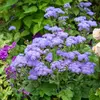 VILMORIN Ageratum Roi des Bleus
