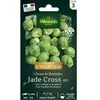 VILMORIN Chou de Bruxelles Jade Cross HF1