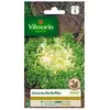VILMORIN Chicorée frisée de Ruffec