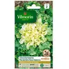 VILMORIN Chicorée scarole géante maraichère race Salanca Sel. Vilmorin