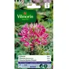VILMORIN Cleome rose