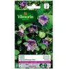 VILMORIN Cobée grimpante