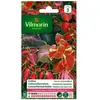 VILMORIN Coleus Arc en ciel amélioré