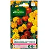 Graines - Vilmorin - Oeillet dinde double nain mix