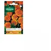 VILMORIN Oeillet d'Inde Globe orange