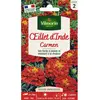 VILMORIN Oeillet d'Inde Carmen brun