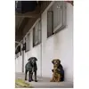 Diego & Louna Manteau Pour Chien Nylon Teddy