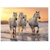 Calypto Chevaux 500 pièces XL Puzzle (500 pièces)
