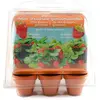 Mini serre avec 6 pots fraisiers