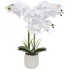 ORCHIDEE POT CRMQ RIVA H60 - Atmosphera createur d'interieur