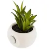 PLANTE GRASSE AIMANT 6CM