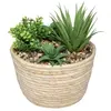 ATMOSPHERA COMPOSITION PLANTES GRASSES 19CM