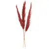 3 fleurs séchées Pampa naturelle rouge rubis H110cm - Atmosphera créat...