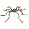 Araignée géante - PTIT CLOWN - re23018 - 60 cm - Fixation par ventouse...