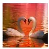 Grafika Cygnes F-33546