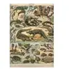 Grafika Illustration du Nouveau Larousse Illustré : Reptiles, 1897-190...