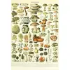 Grafika Illustration du Larousse : Champignons, XIXè Siècle F-33735