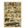 Grafika Illustration du Larousse pour Tous : Mammifères, XIXè Siècle F...